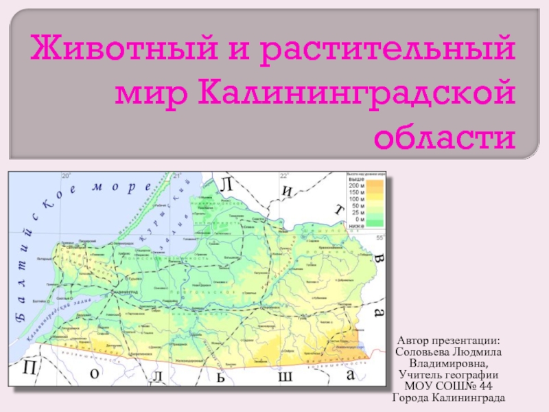 Презентация Животный и растительный мир Калининградской области