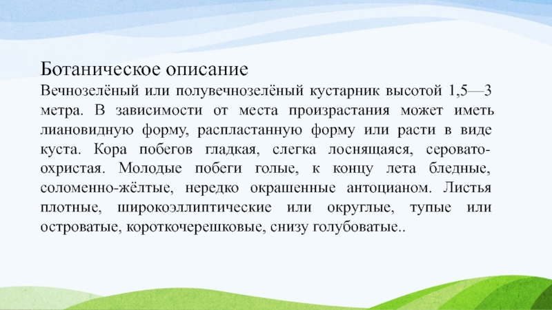 Ботаническое описаниеВечнозелёный или полувечнозелёный кустарник высотой 1,5—3 метра. В зависимости от места произрастания может иметь лиановидную форму,