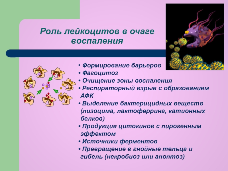 К фагоцитозу наименее способны