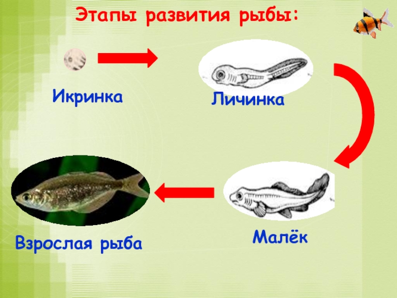 Этапы развития рыбы:Икринка Личинка Малёк Взрослая рыба
