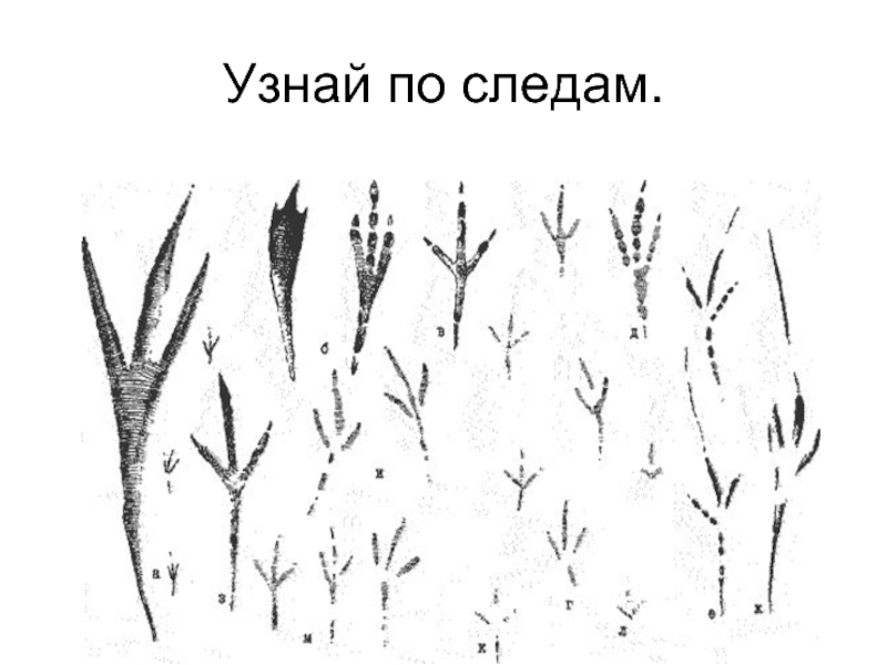 Понять след. Узнай по следам. Узнаем по следам!. Проверяемые следы.