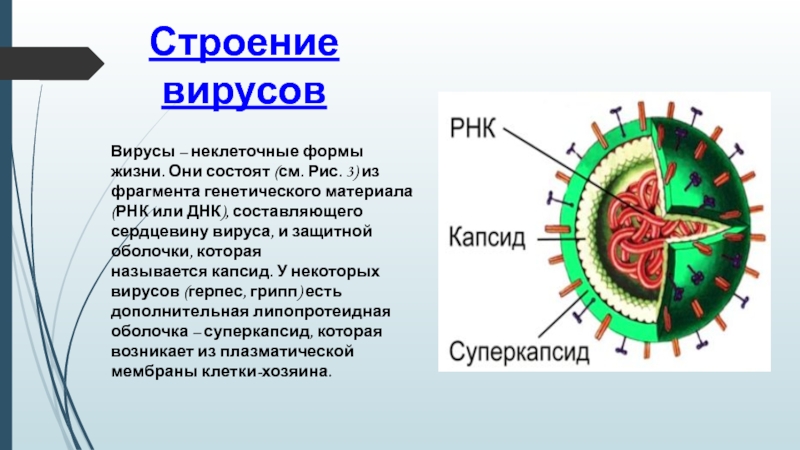 Презентация на тему вирусы и бактериофаги