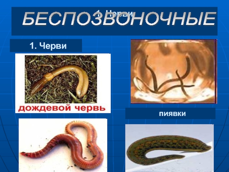 Группа черви признаки группы. Беспозвоночные животные черви. Классы беспозвоночных червей. Представители группы червей.