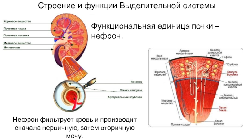 Общий план строения почки