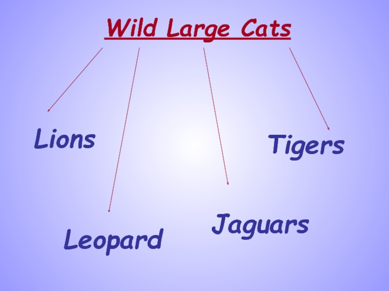 Wild Large CatsLionsTigersLeopardJaguars