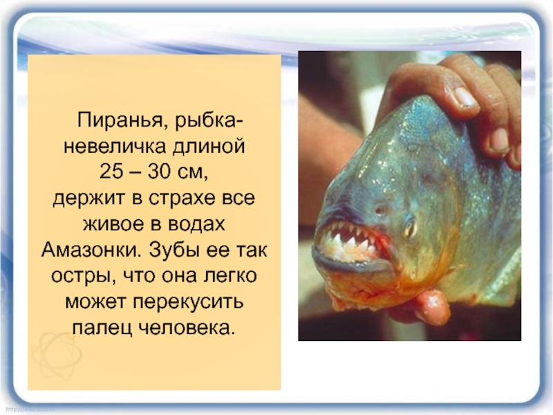 Проявление давления в природе. Доклад про пиранью. Пираньи сообщение. Пираньи описание рыбы.