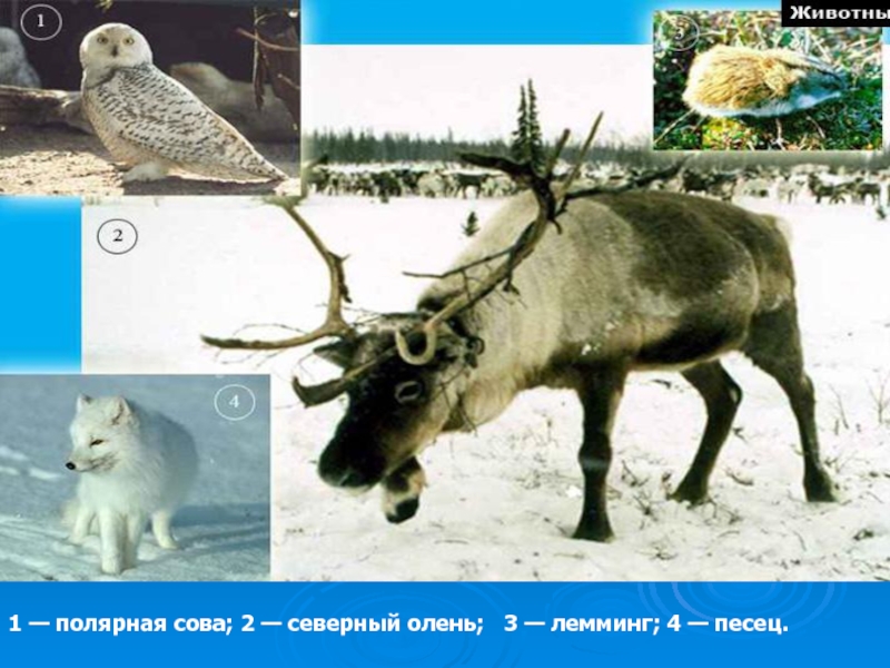 На каком материке обитает северный олень. Северный олень природная зона. Северные олени и лемминги природная зона. Северный олень природная зона России. Враги Северного оленя.