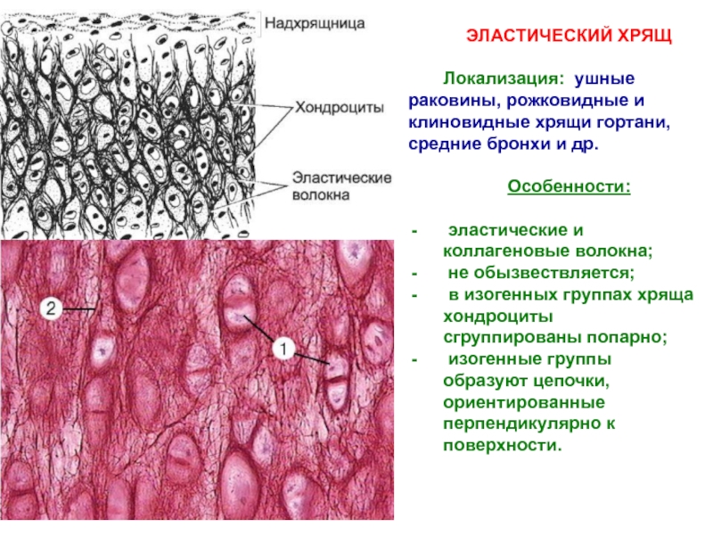 Эластический хрящ гистология рисунок