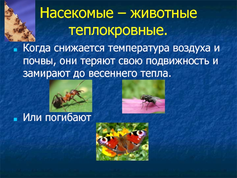 Адаптация насекомых к сезонным изменениям