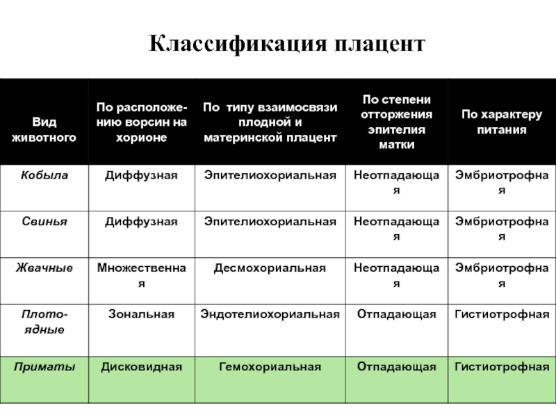 Типы плацент презентация