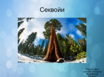 Секвойи