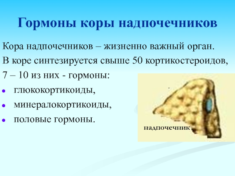 Надпочечники гормоны. Кора надпочечников продуцирует. Гормоны коры надпочечников. Функции гормонов коры надпочечников. Зоны коры надпочечников и их гормоны.