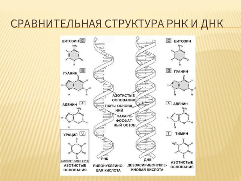 Сходство днк и рнк. Структура ДНК И РНК. Состав ДНК И РНК. Структуры ДНК РНК АТФ. Сравнительные структуры.