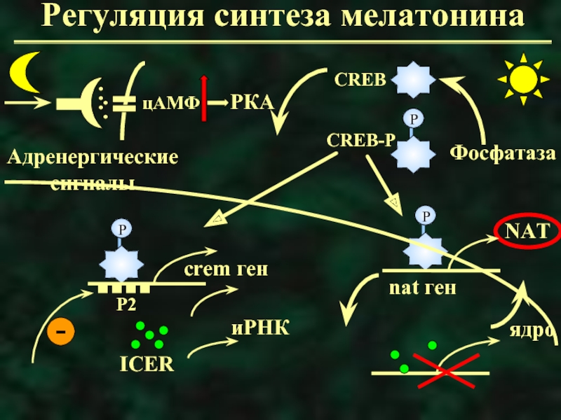 Синтез мелатонина