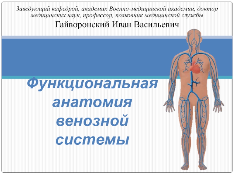 Функциональная анатомия венозной системы