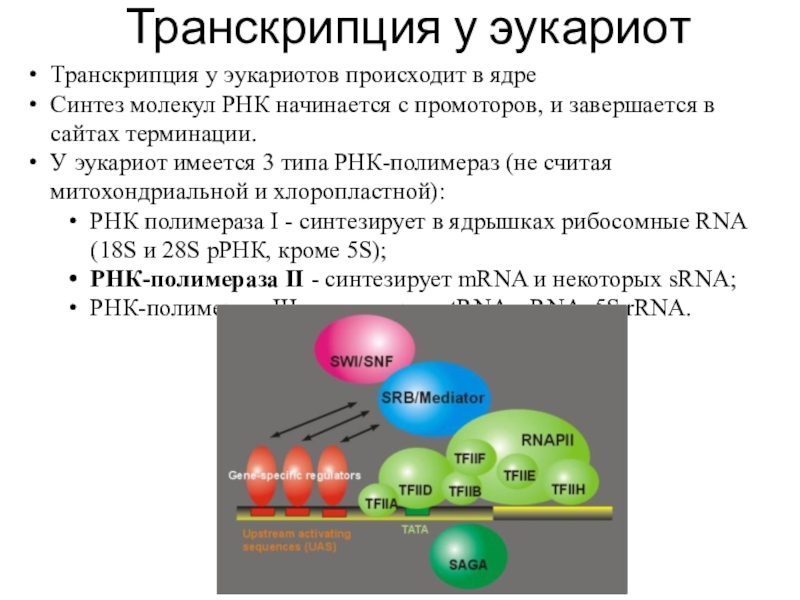 Транскрипция у эукариот происходит в ядре