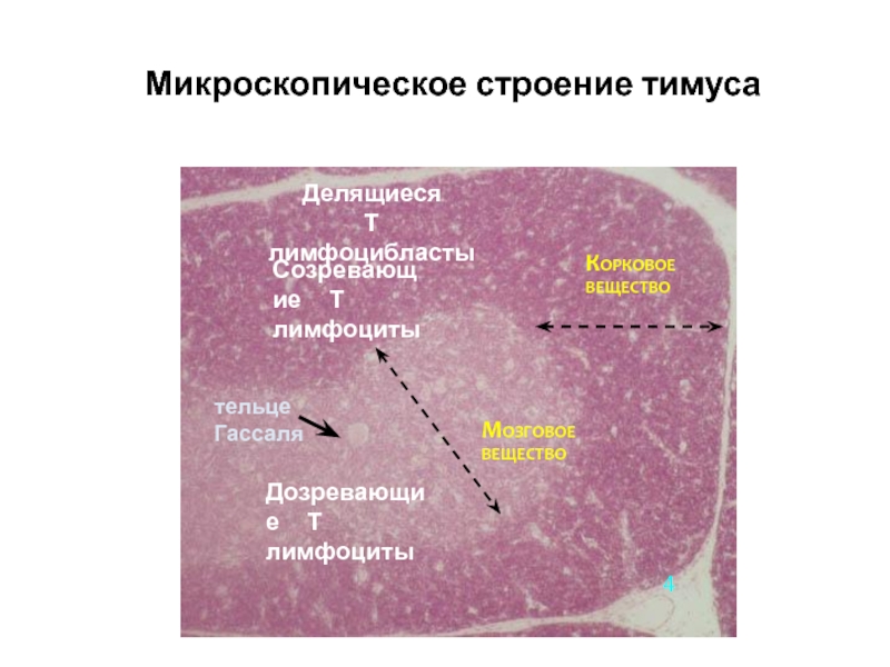 Тимус гистология препарат рисунок