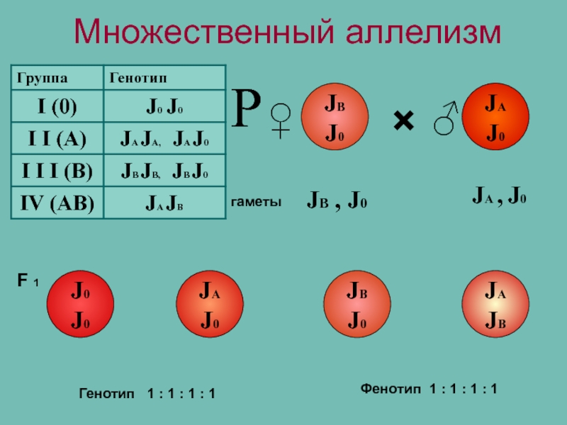 Генотип 35 39. Множественный аллелизм. Множественные аллели примеры. Множественный аллелизм картинки.