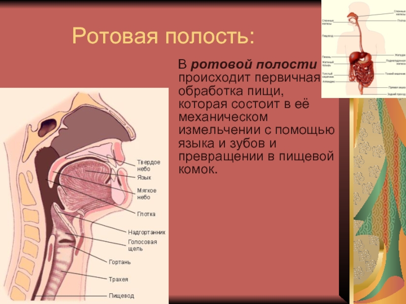 С помощью языка. В ротовой полости происходит. Друзовая полость это. В роорвой полосьи промчдодит.