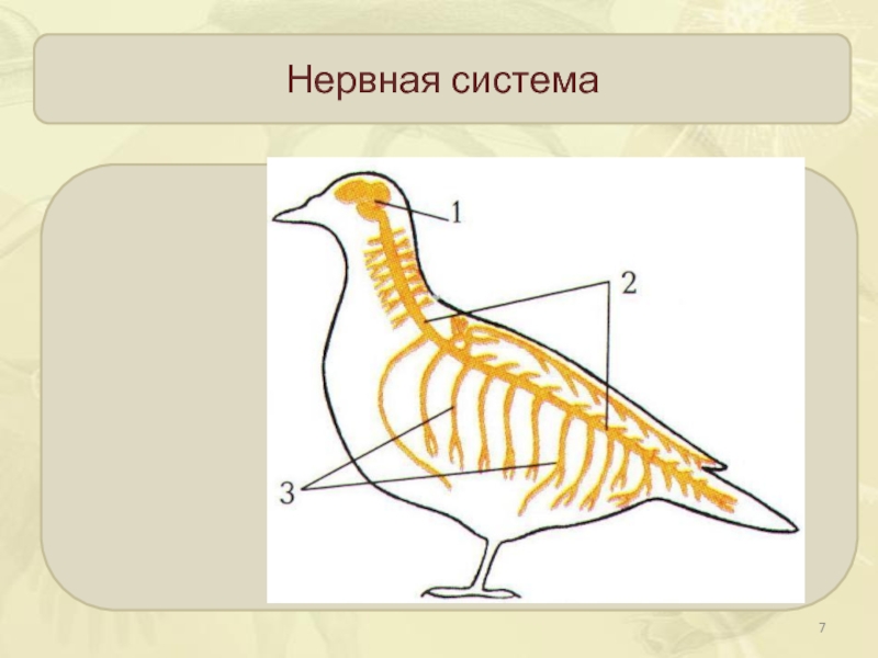Класс птицы мозг. Нервная система птиц схема. Строение нервной системы голубя. Нервная система система птиц. Строение нервной системы птиц.