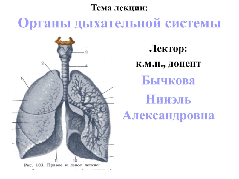 Тема лекции: Органы дыхательной системы