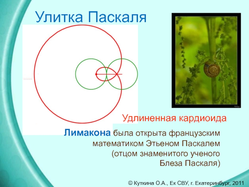 Презентация улитка паскаля