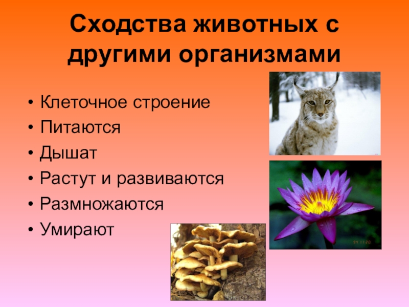 Чем отличаются животные от растений 5 класс