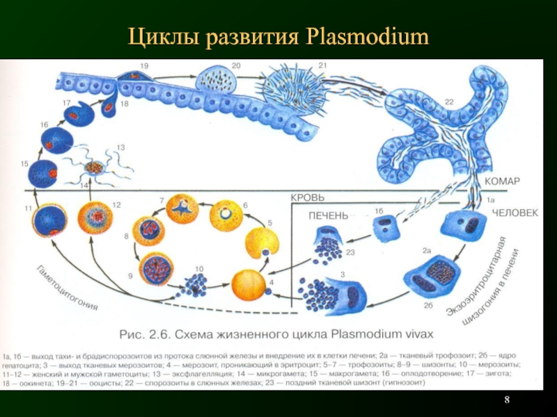 Цикл малярии. Схема цикла развития плазмодия. Цикл развития Plasmodium Vivax схема. Цикл малярийного плазмодия. Схема развития малярийного плазмодия.
