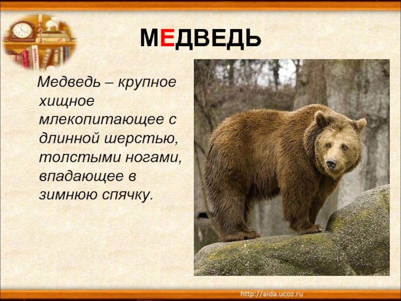 МЕДВЕДЬ  Медведь – крупное хищное млекопитающее с длинной шерстью, толстыми ногами, впадающее в зимнюю спячку.