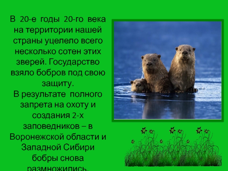 Проект бобры. Презентация про Бобров. Презентация про бобра. Бобры презентация. Бобер презентация.