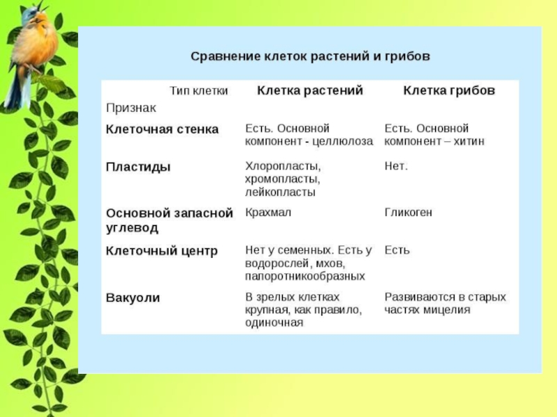 Признаки клеток растений. У грибов есть пластиды. Наличие пластид в клетках растений животных и грибов. Пластиды у грибов. Виды пластид у клеток грибов.