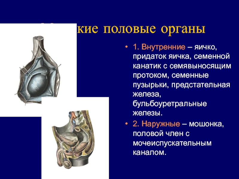 Презентация аномалии яичек