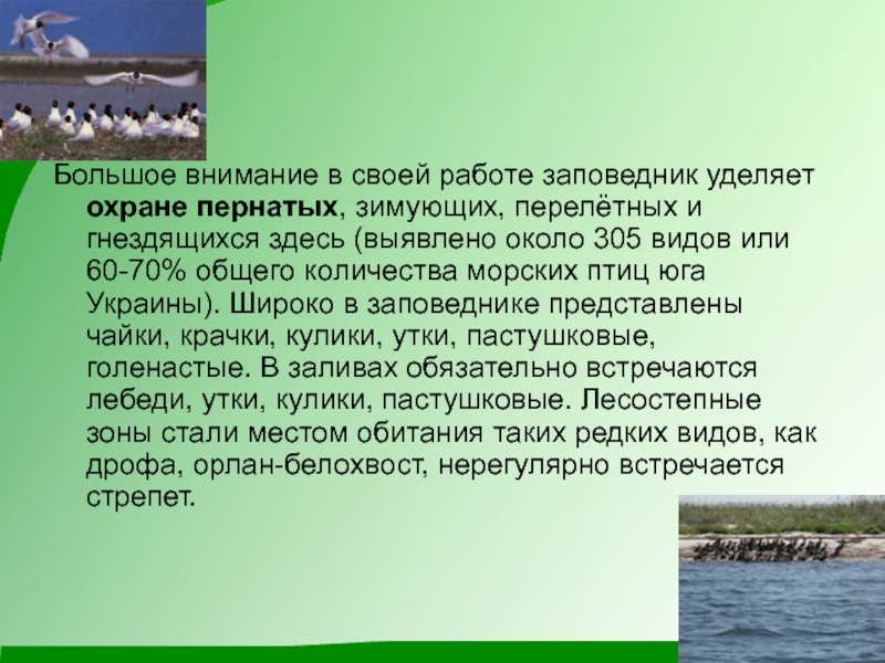 Черноморский заповедник. Заповедники черного моря. Сообщение о заповедниках чёрного моря. Сообщение на тему черное море заповедник. Сообщение о Черноморском заповеднике.