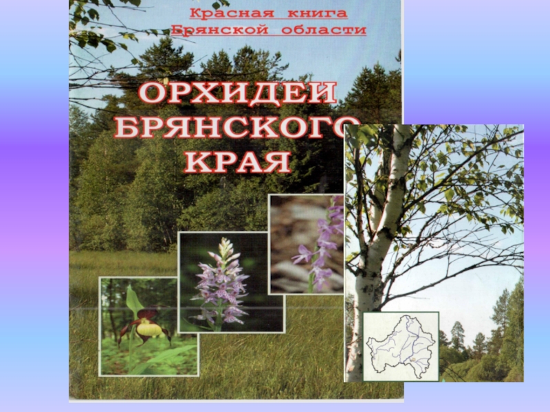 Презентация Орхидеи Брянского края