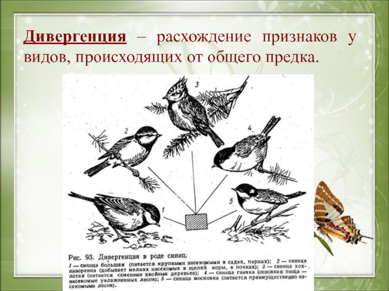 Процесс расхождения. Дивергенция признаков. Дивергенция расхождение признаков. Дивергенция признаков вида. Особенности дивергенции.