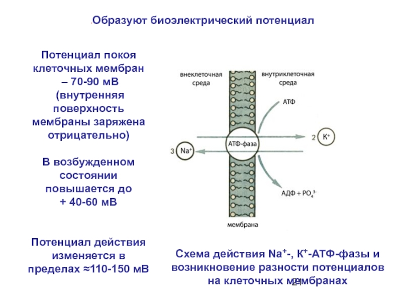 Раас схема действия