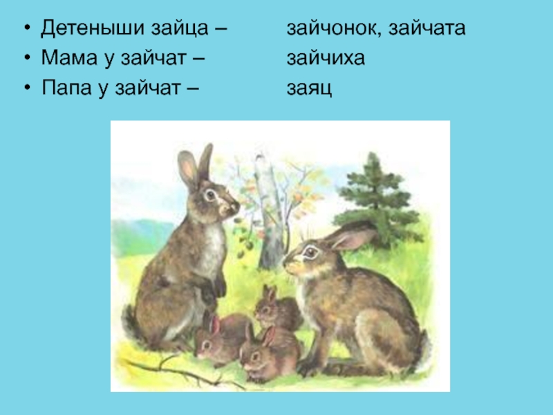 Развитие речи зайцы старшая группа. Иллюстрация зайца для занятий. Картина зайцы развитие речи. Заяц зайчиха Зайчонок. Заяц Лесной.