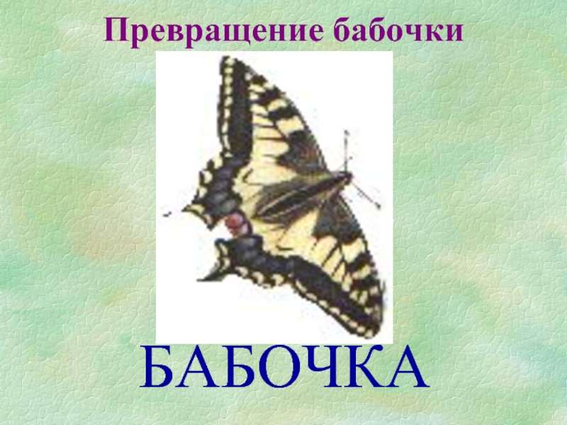Метаморфоз 20. Метаморфозы бабочки. Метаморфоза бабочки. День превращения в бабочку. День превращения в бабочку 19 августа.