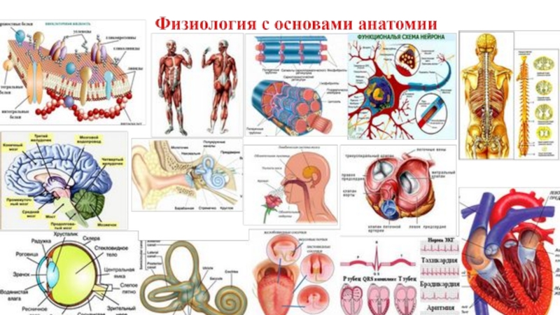 Лекция 16. Группы крови, тромбоциты, гемостаз