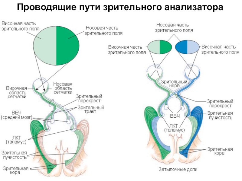 Проводящий путь зрительного анализатора схема