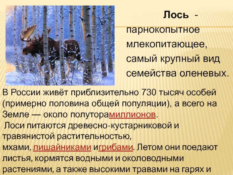 Презентация лоси 2 класс. Русский язык 2 класс Степанов лоси. Составление рассказа лоси 2 класс. Составление рассказа по картине Степанова лоси 2 класс презентация. Гипотеза проекта по теме самый крупный Лось.