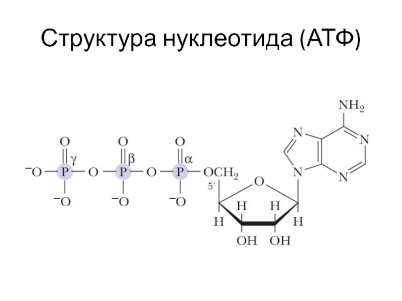 Первичная структура нуклеотида