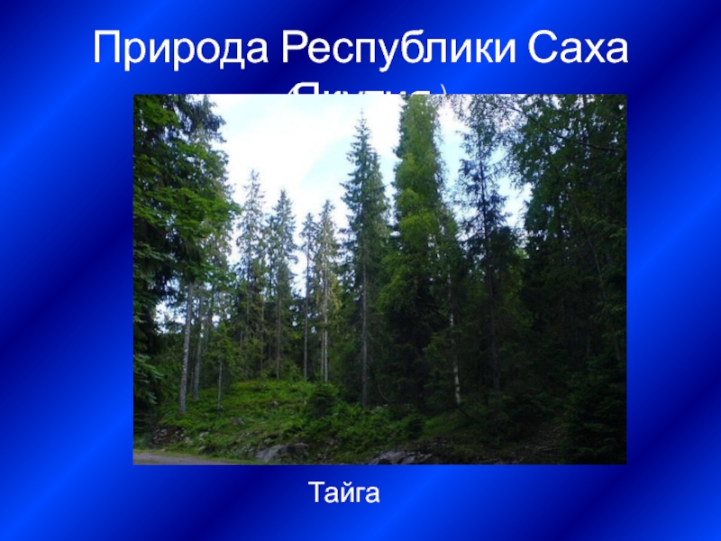 Природа Республики Саха (Якутия)Тайга
