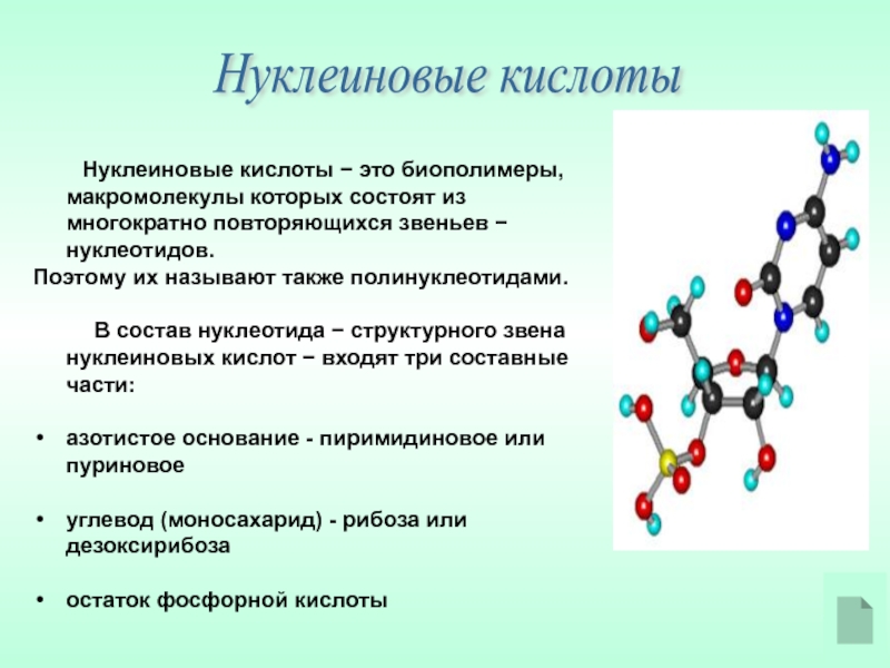 Нуклеиновые кислоты проект