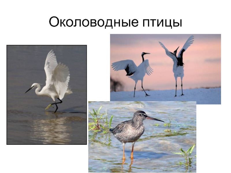 Околоводные птицы