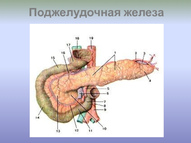 Внутренняя секреция поджелудочной железы. Гуморальная регуляция поджелудочной железы. Поджелудочная железа у птиц. Железы внутренней секреции поджелудочная железа. Поджелудочная железа клапан.