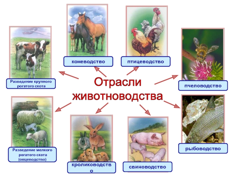 Объясни каких животных. Отрасли животноводства. Животноводство схема. Отрасли животноводства схема. Разведение крупного и мелкого рогатого скота отрасль животноводства.