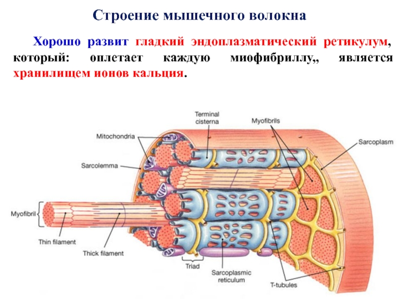 Клетчатка волокно мышечное. Эндоплазматический ретикулум мышечного волокна. Строение мышечного волокна. Схема строения мышечного волокна. Структуры скелетного мышечного волокна.