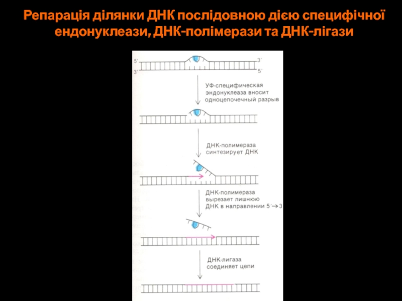 Репарація ділянки ДНК послідовною дією специфічноїендонуклеази, ДНК-полімерази та ДНК-лігази