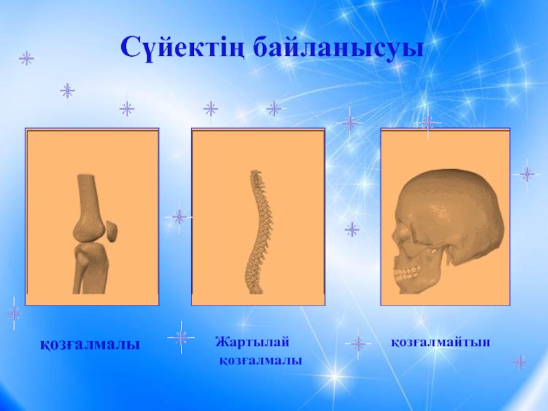 8 сынып презентация. Сүйектің шытынауы фермент. Макроскопиялык кубуөуш.